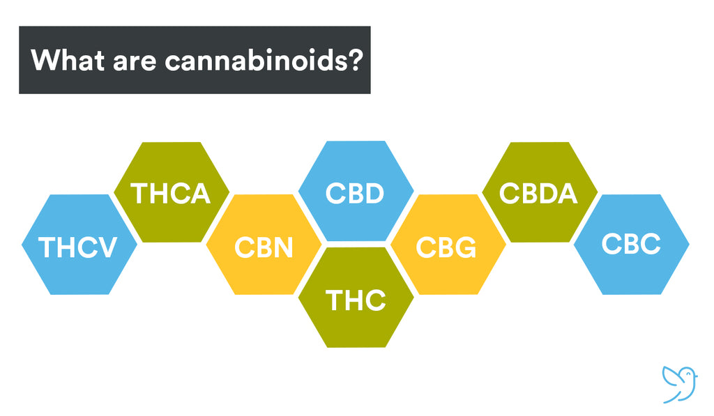 What Are Cannabinoids and How Do They Work?