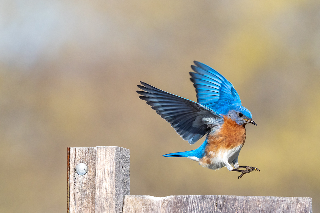 Spread Love – It's the Bluebird of Happiness Way!
