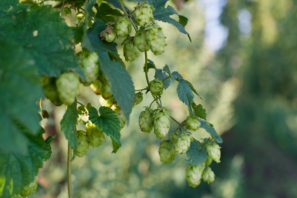 All About Hops