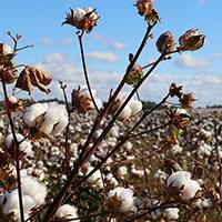 Hemp vs. Cotton: It’s Not Really a Contest