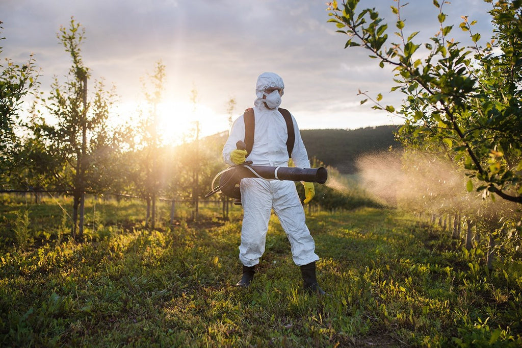 Pesky Pesticides: Impacts for Cannabis Farmers and Consumers