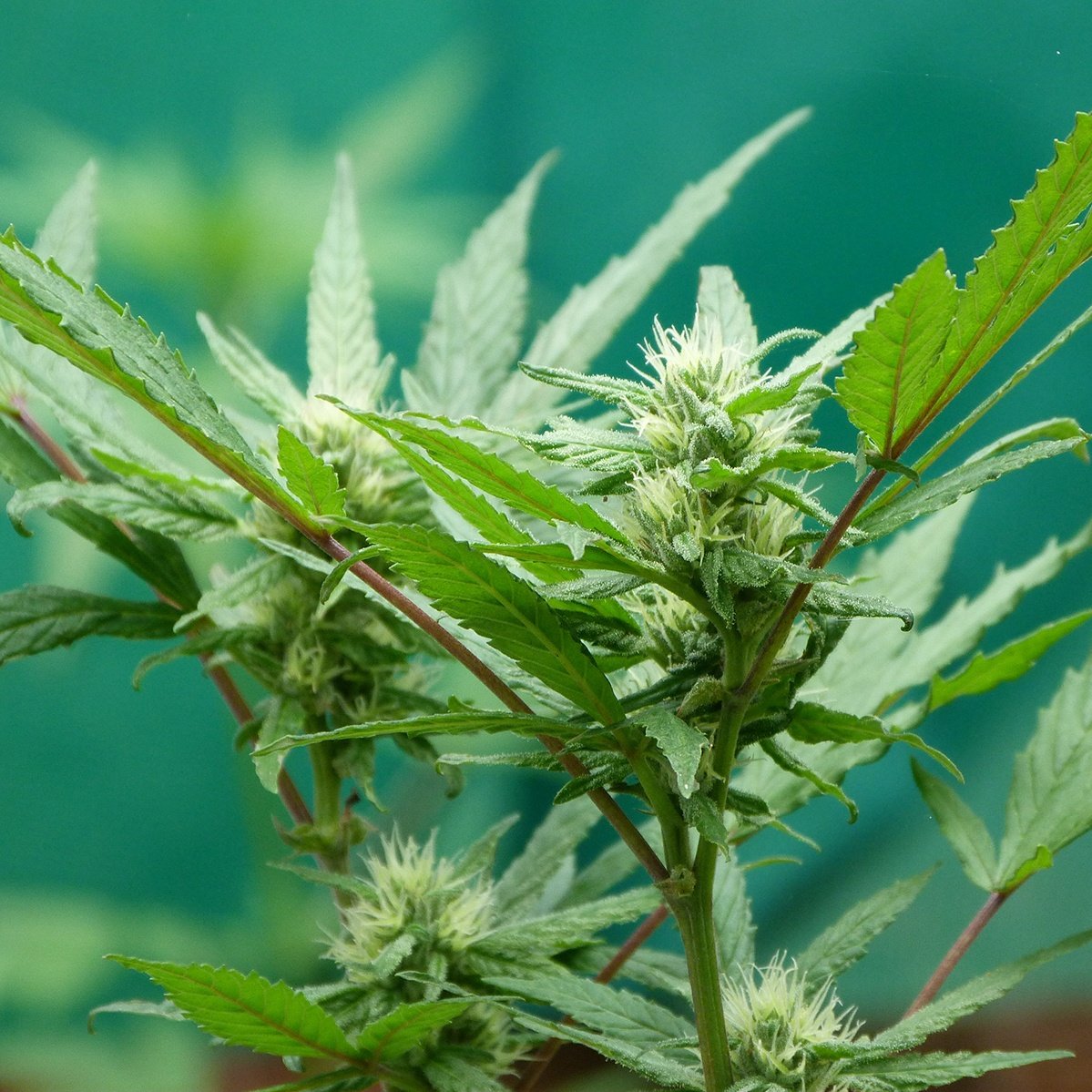 How the 2018 Farm Bill Reshaped the Hemp CBD Industry – Bluebird Botanicals