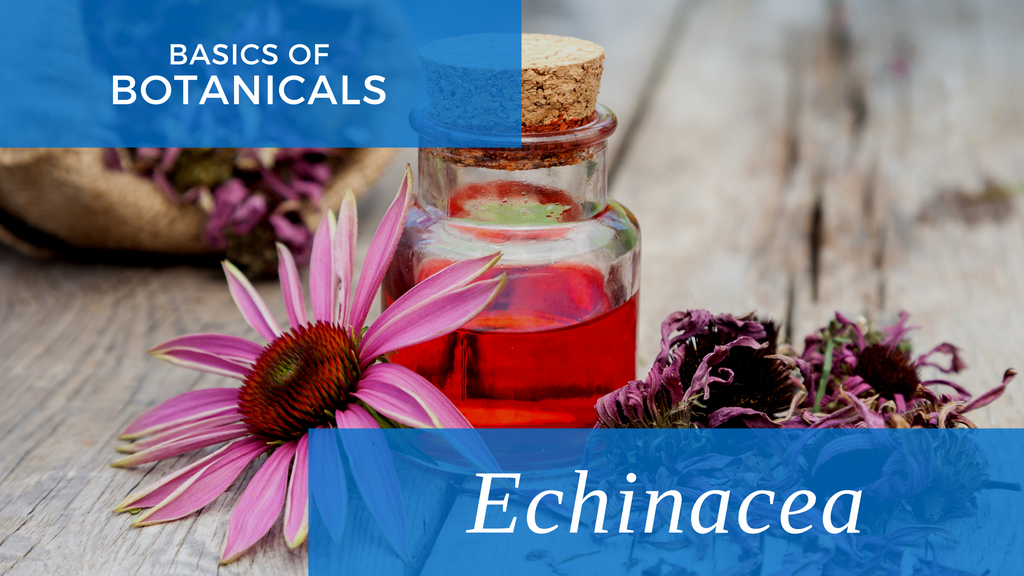 Basics of Botanicals: Echinacea