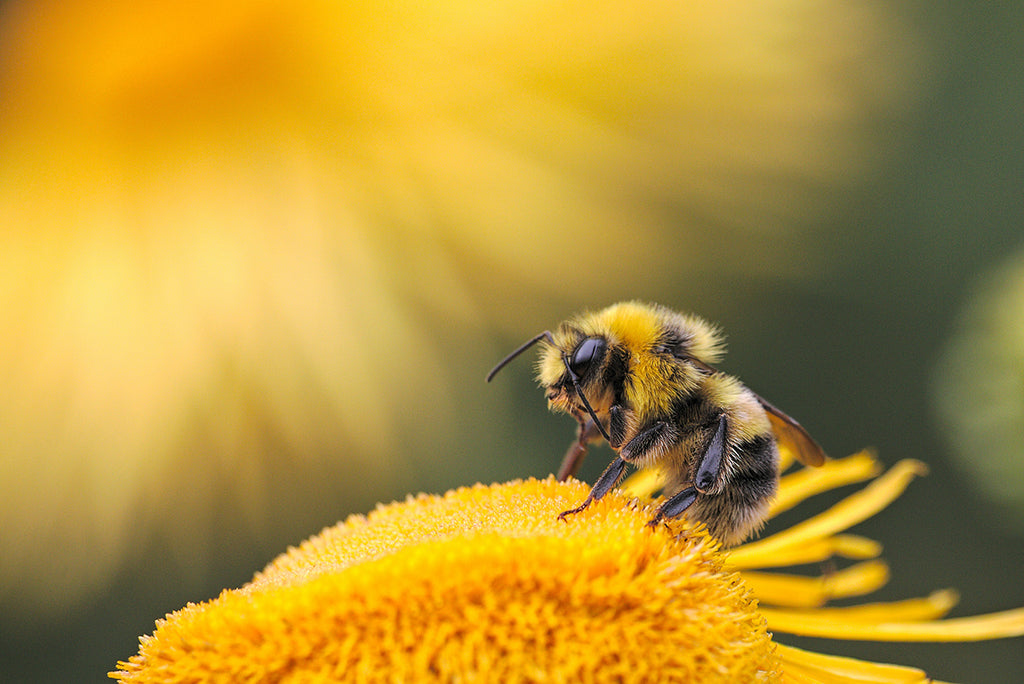 How Can We Help the Bees?