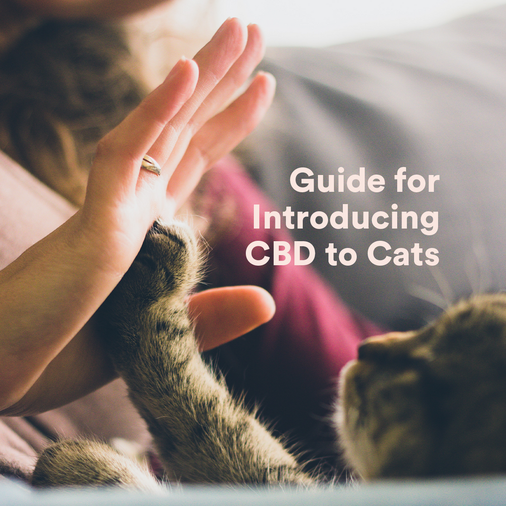 Guide for Introducing CBD to Cats