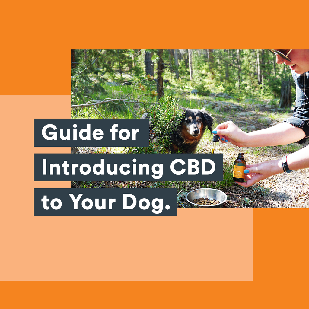 Guide For Introducing CBD To Your Dog
