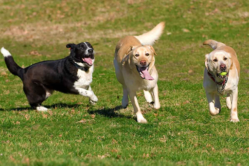 CBD Oil for Dogs: What Pet Owners Need to Know in 2025