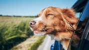 CBD for Traveling with Pets: How to Keep Your Cat or Dog Calm and Comfortable on the Go