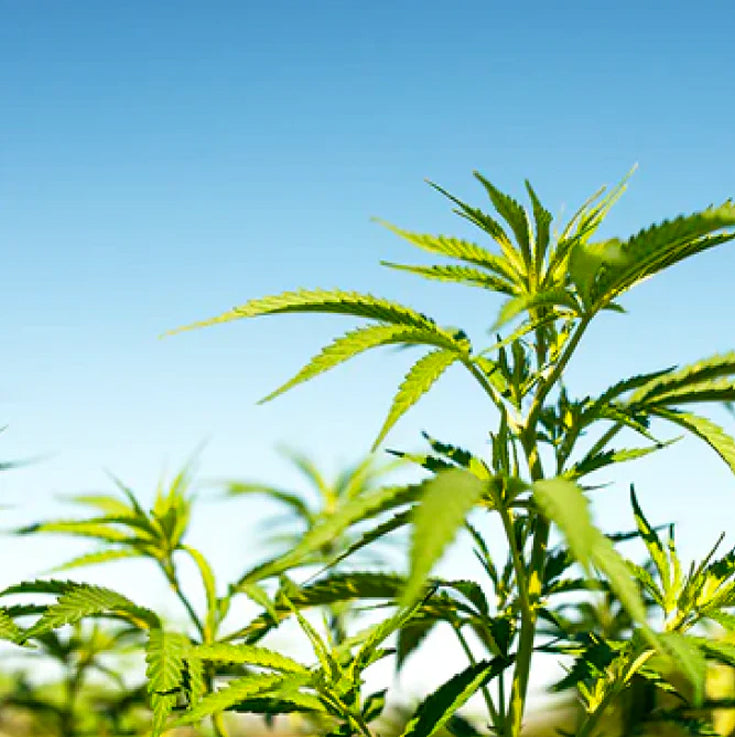 Extracted from American-Grown Hemp Plants
