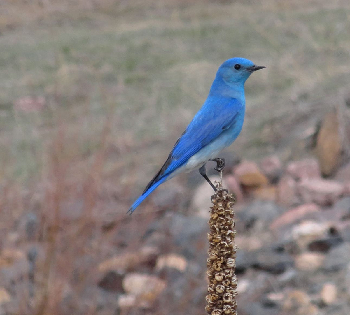 Colorado bluebird perched on a plant