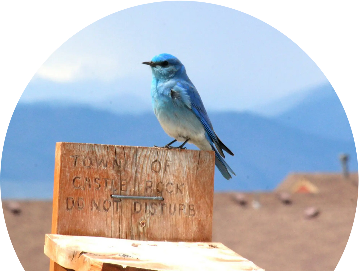 Bluebird perched on a nesting box